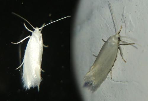 Réf. 302 244 : Elachista argentella
